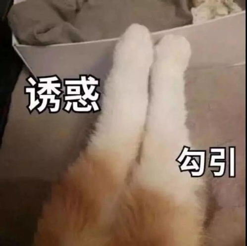 美旅箱包属于国产的吗